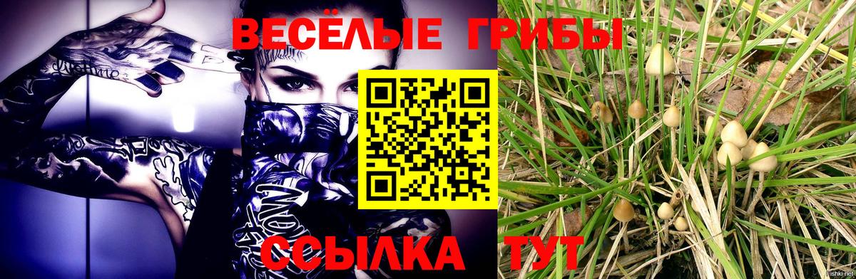 Псилоцибиновые грибы Cubensis  Вход с VPN  Балашов 